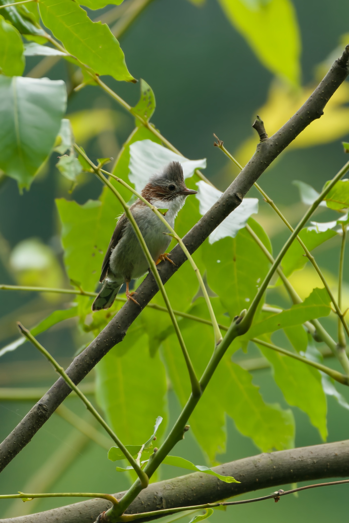 Indochinese Yuhina