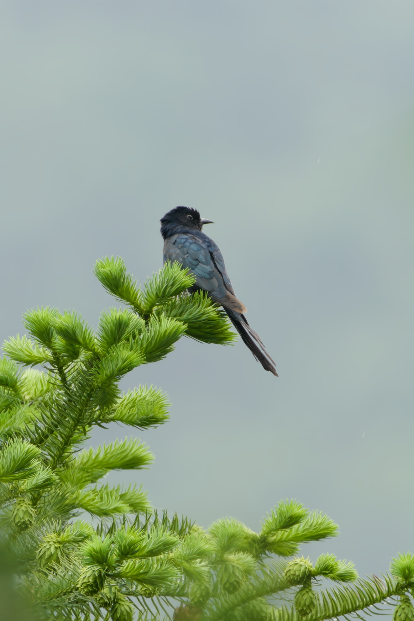 Square-tailed Drongo-Cuckoo