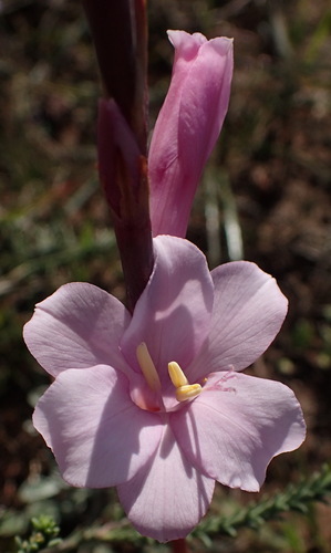 Coastal Watsonia (Watsonia laccata)