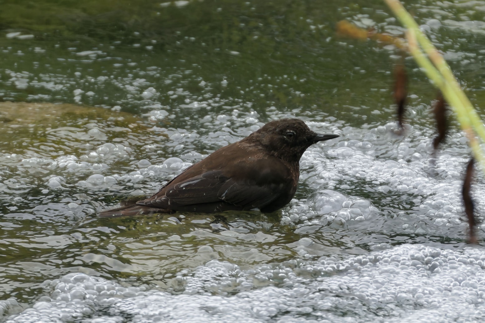Brown Dipper