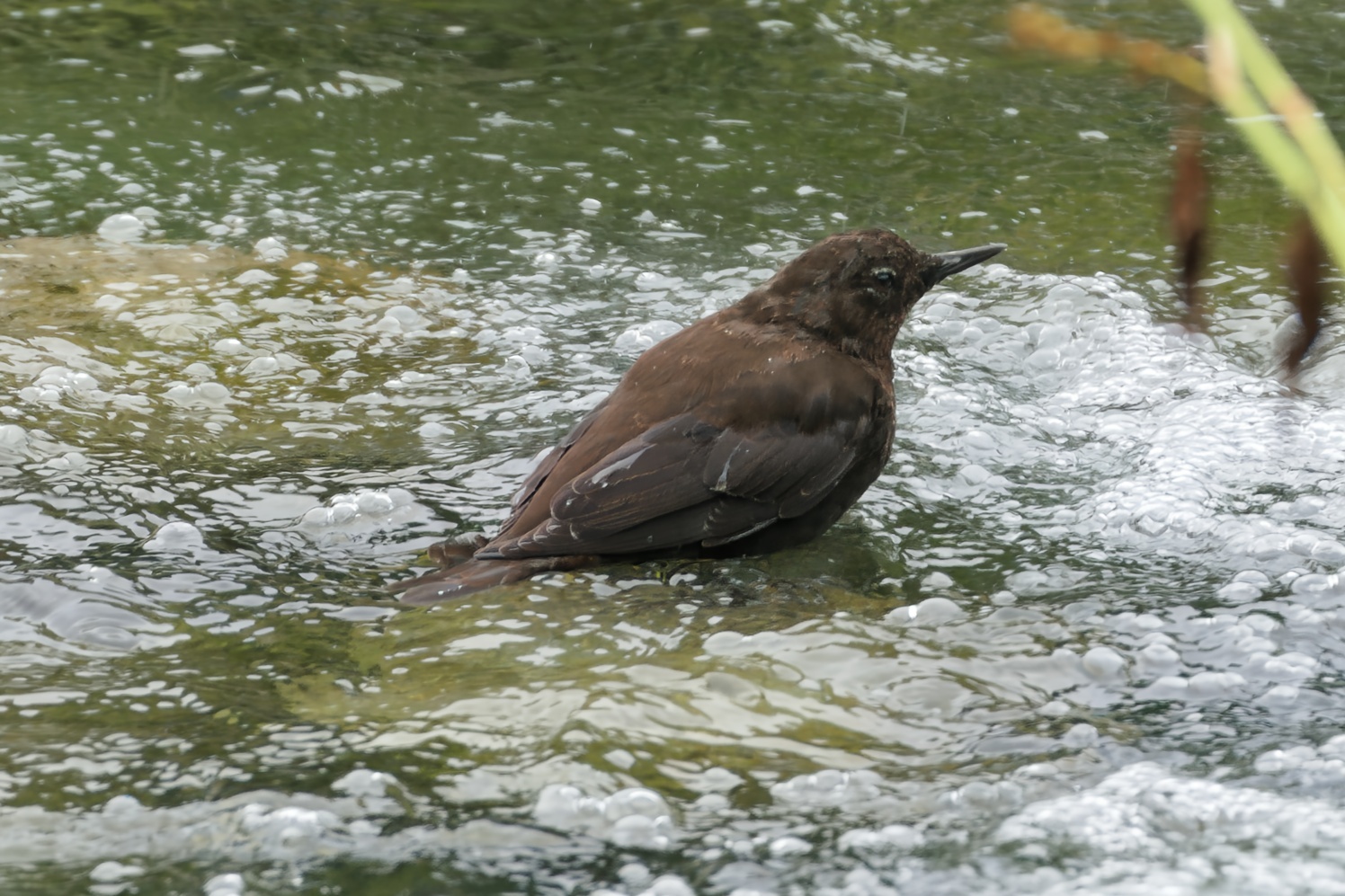 Brown Dipper