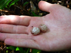 Myiothlypis leucoblephara