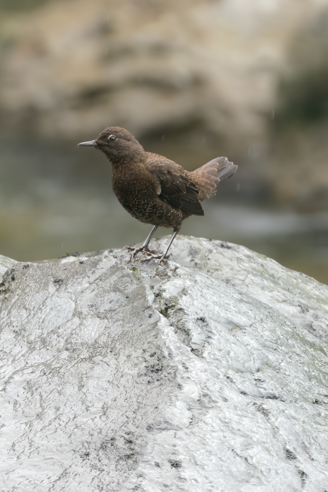 Brown Dipper
