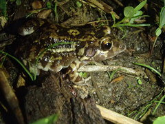 Leptodactylus troglodytes