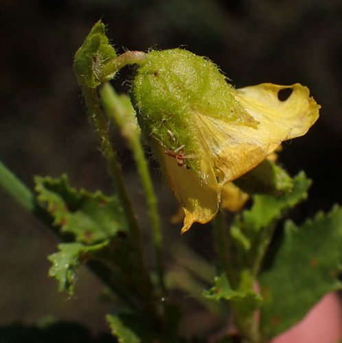 cumin hermannia (Hermannia saccifera)