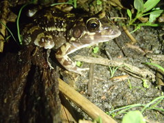 Leptodactylus troglodytes