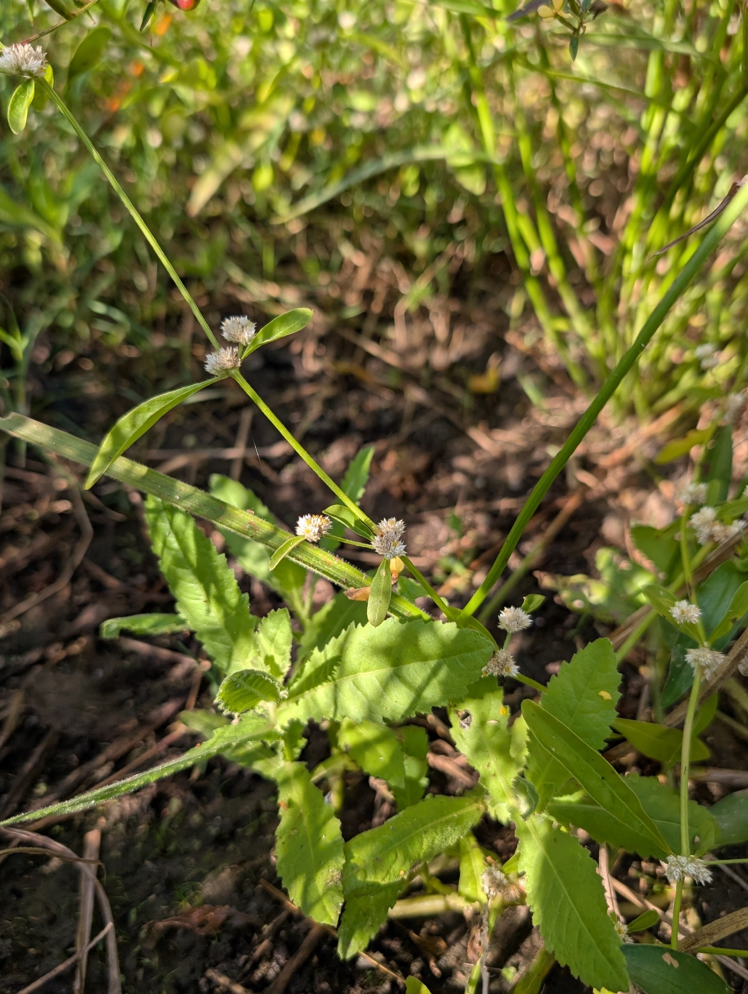 Sessile Joyweed (Alternanthera sessilis)