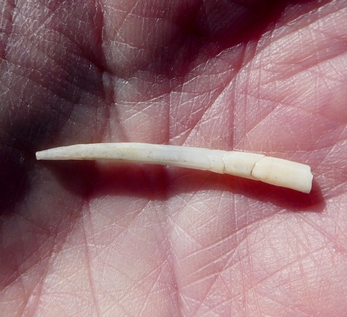 Dentalium neohexagonum, 2020-01-21