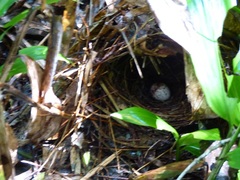 Myiothlypis leucoblephara
