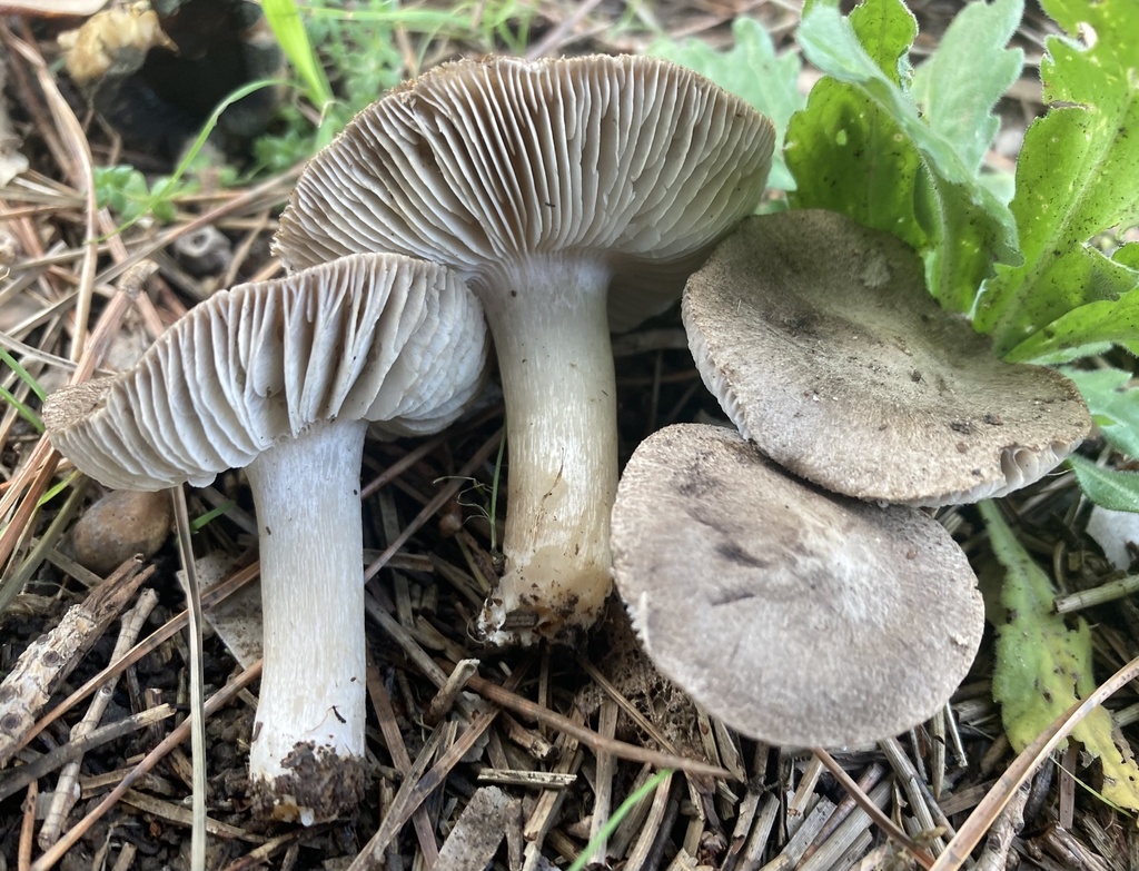 Tricholoma terreum