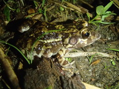 Leptodactylus troglodytes