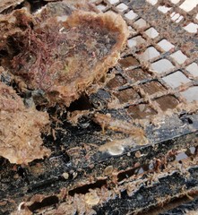 Bathygobius krefftii