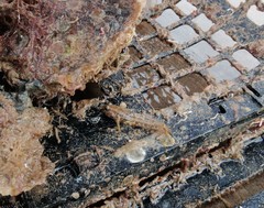 Bathygobius krefftii