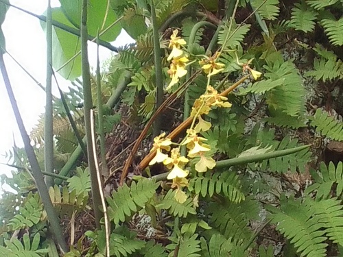 Trichocentrum cebolleta, 2025-11-22