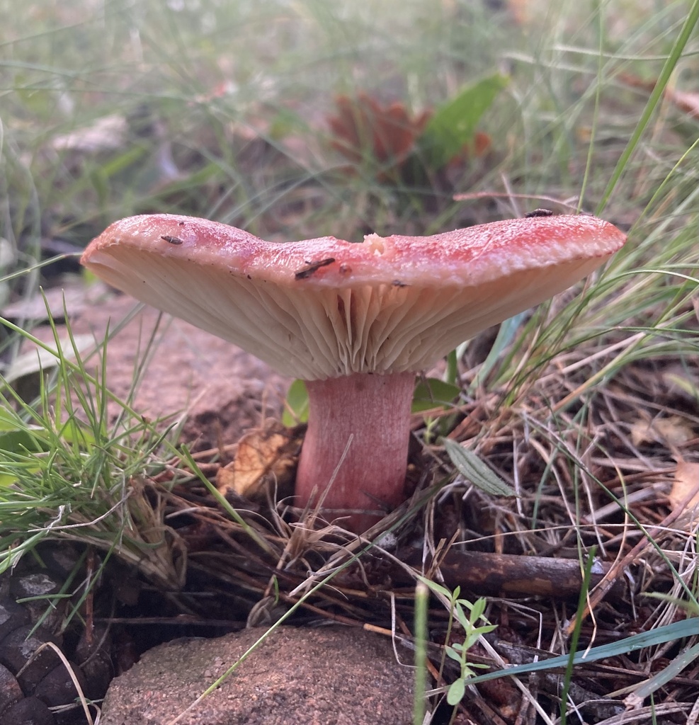 Russula sanguinea · December 2025 · photo: © lucian_clanet (iNaturalist, cc-by)