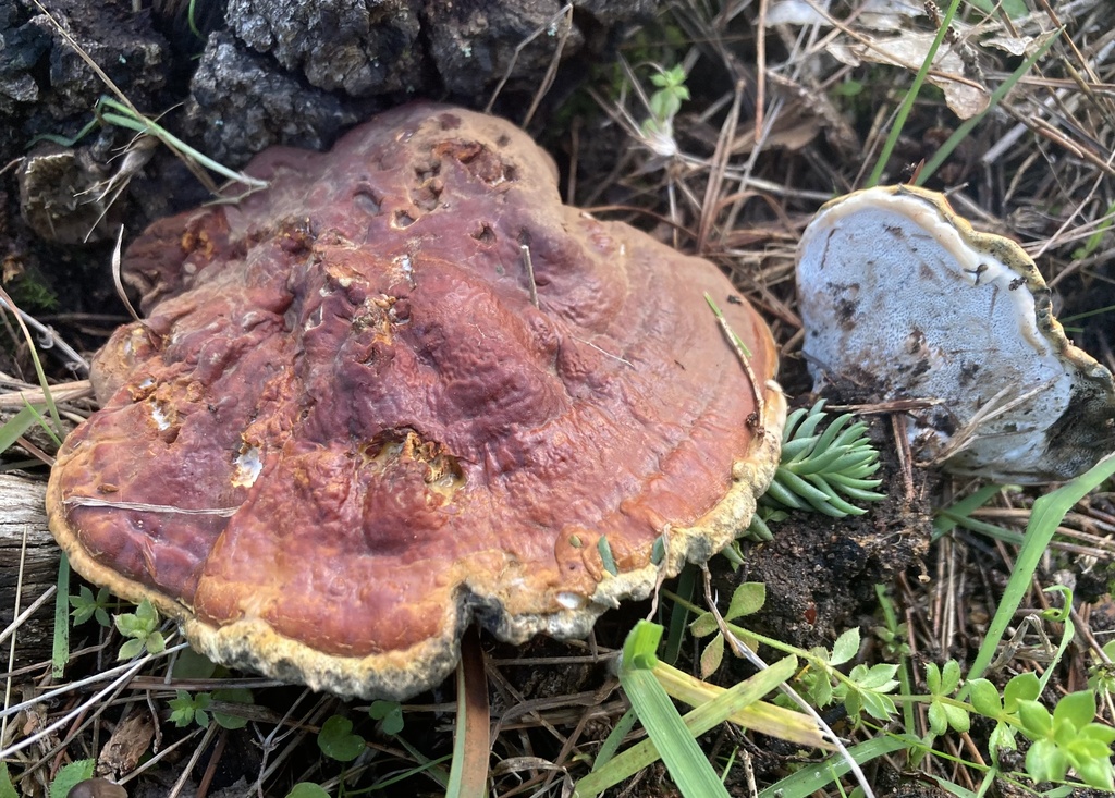 Ganoderma lucidum · December 2025 · photo: © lucian_clanet (iNaturalist, cc-by)