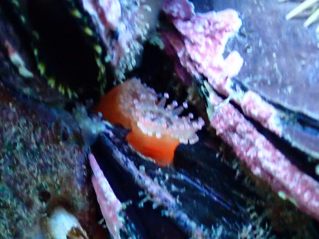 Corynactis carnea