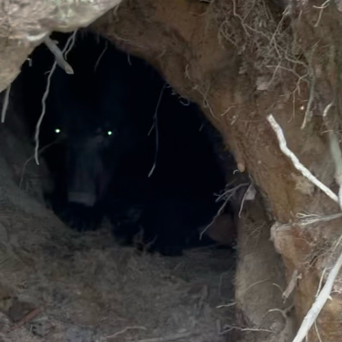 American Black Bear photographed in South Carolina