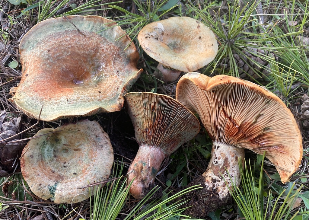 Lactarius sanguifluus · December 2025 · photo: © lucian_clanet (iNaturalist, cc-by)
