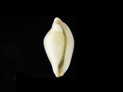 Cuspivolva cuspis