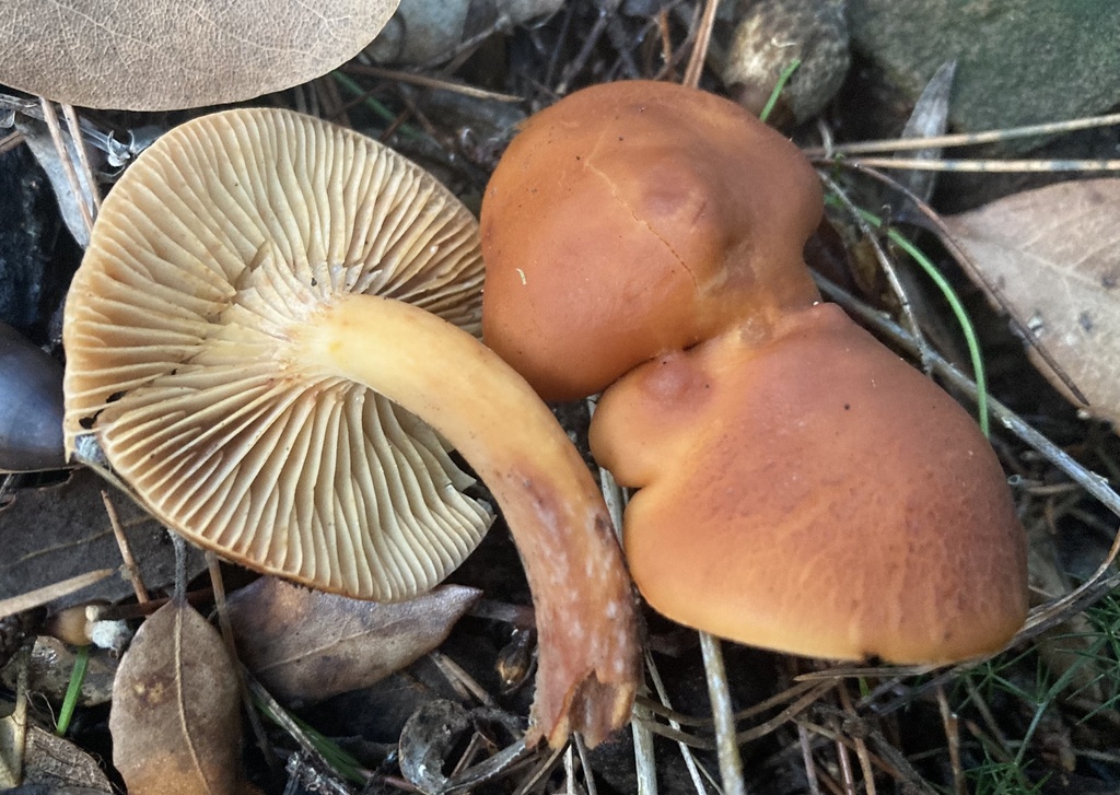 Lactarius atlanticus · December 2025 · photo: © lucian_clanet (iNaturalist, cc-by)