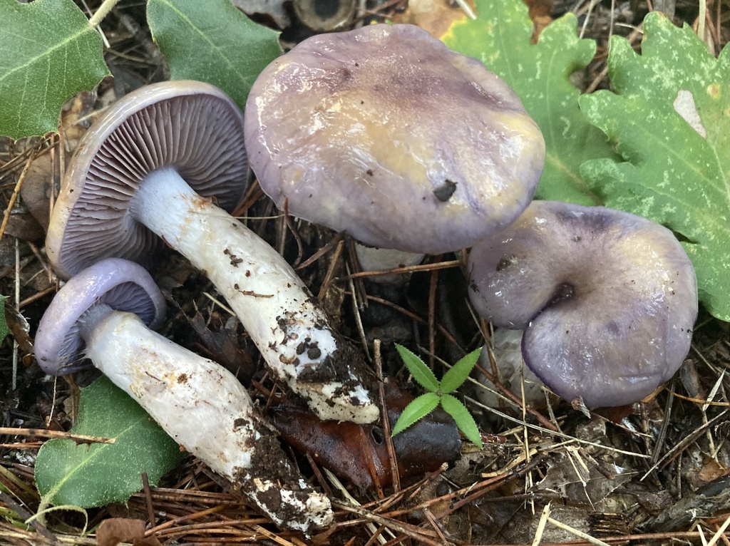 Cortinarius dryosalor · December 2025 · photo: © lucian_clanet (iNaturalist, cc-by)