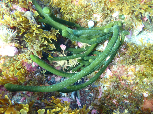 Codium decorticatum observed 2025-07-07