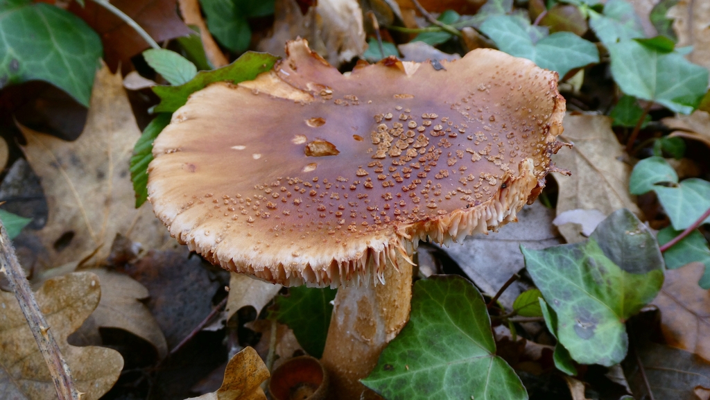 Amanita rubescens · December 2025 · photo: © patricklm35 (iNaturalist, cc0)