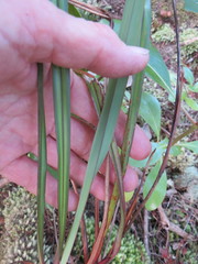 Dianella nigra