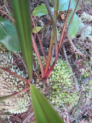 Dianella nigra