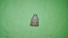 Micrathetis