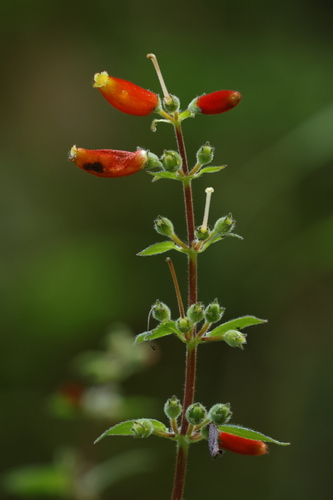 Kohleria tubiflora