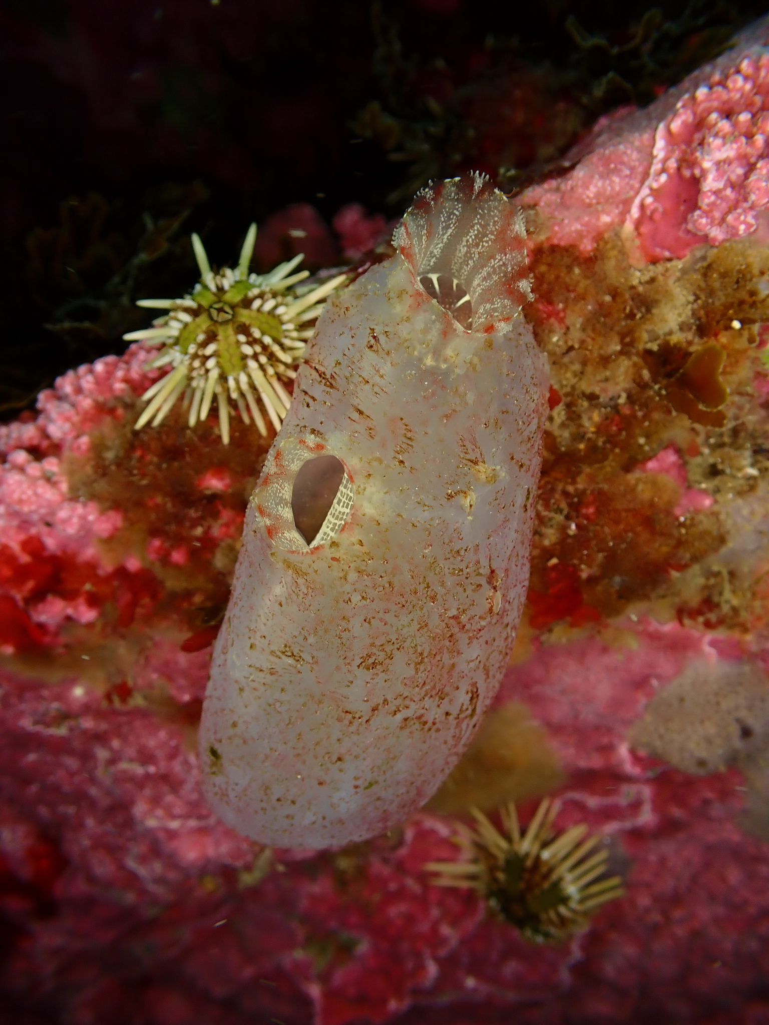 Ascidiella aspersa (Müller, 1776)