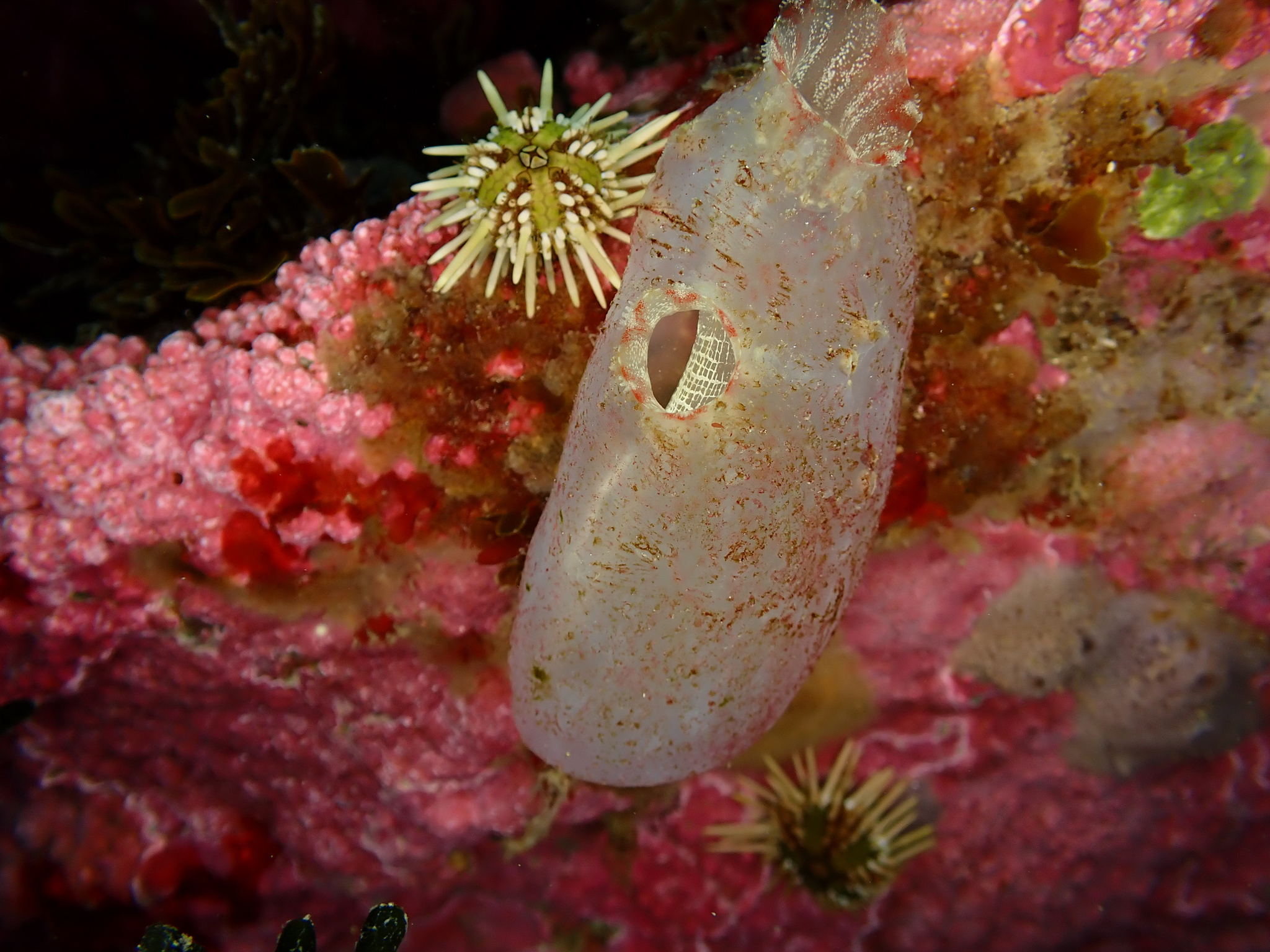 Ascidiella aspersa (Müller, 1776)