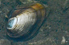 Anodonta nuttalliana