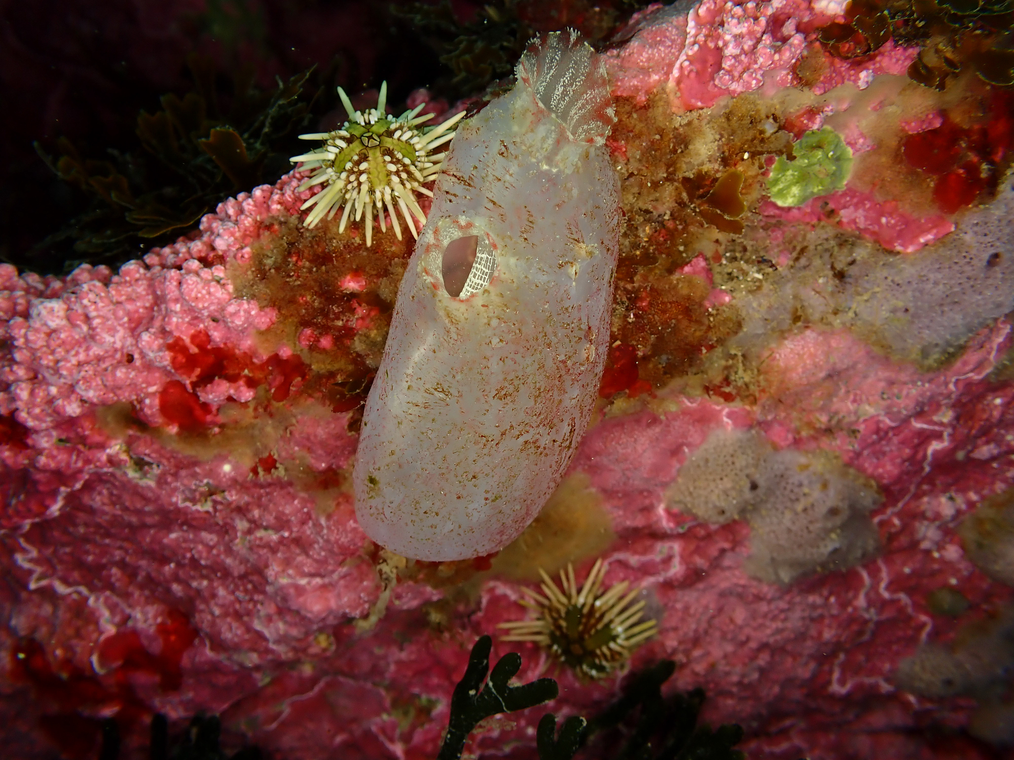Ascidiella aspersa (Müller, 1776)