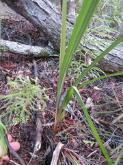 Dianella nigra