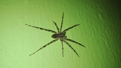 Acanthoctenus