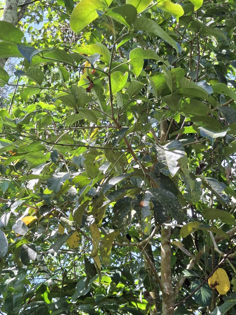 Dalrympelea sphaerocarpa (Dalrympelea sphaerocarpa)