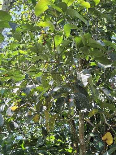 Dalrympelea sphaerocarpa observed 2025-07-31
