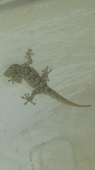 Tarentola mauritanica