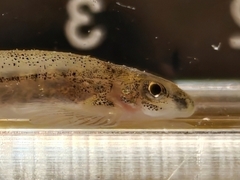Homaloptera Minnow photo 1