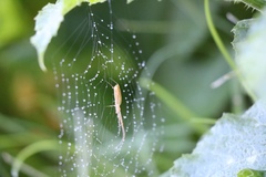 Tetragnatha
