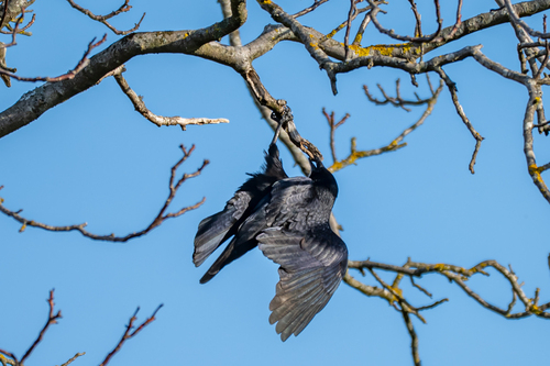 Corneja negra (Corvus corone)