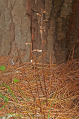 Gastrodia minor
