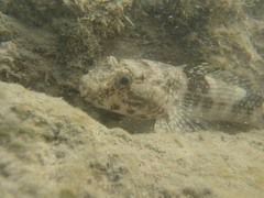 Bathygobius soporator