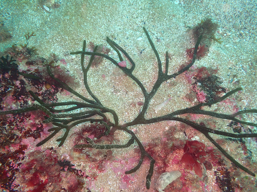 Codium decorticatum observed 2025-07-07