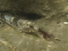 Bathygobius soporator