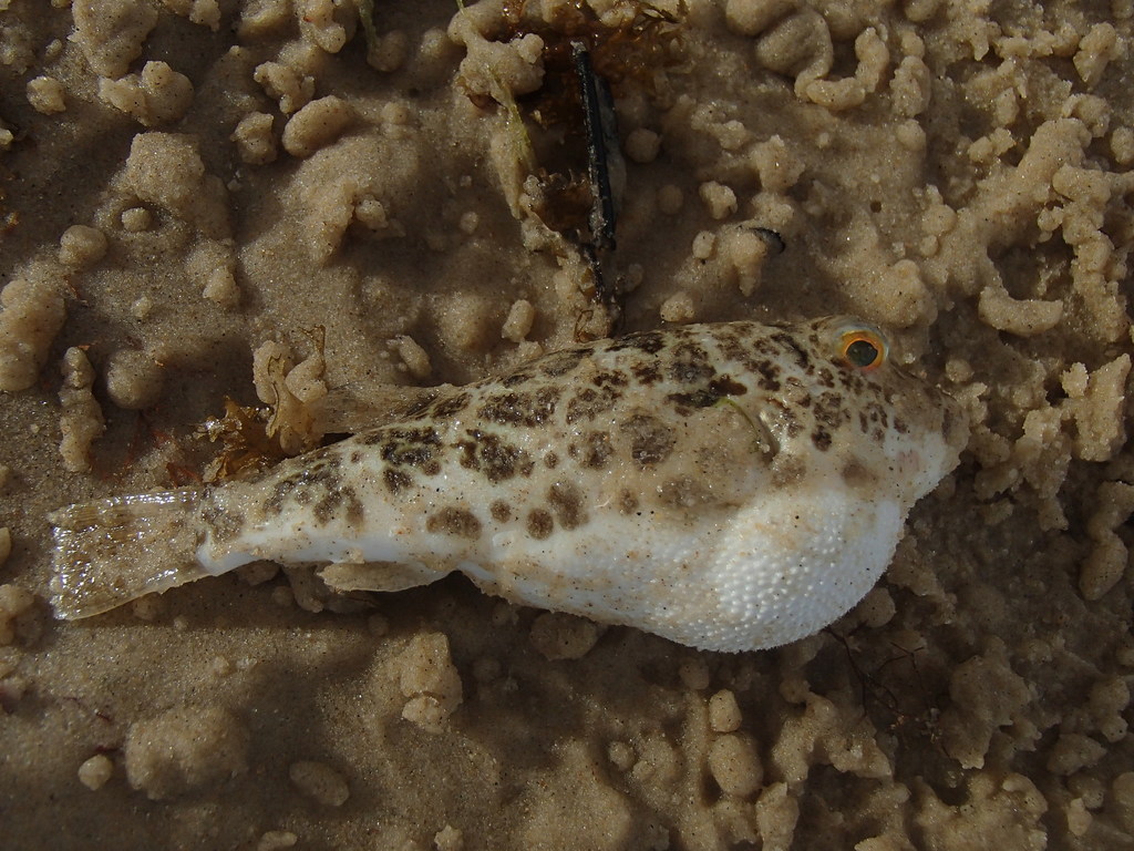 Green Puffer