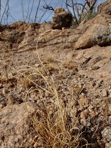 Kunth's smallgrass (Microchloa kunthii)